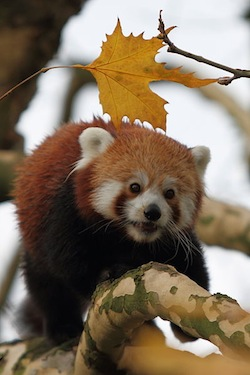 Illustration for article titled How Do Red And Giant Pandas Coexist? The Secret Is In Their Skulls.